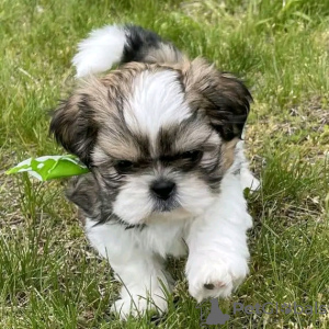 Foto №3. Shih Tzu-Welpen. USA