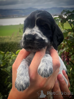 Foto №2 zu Ankündigung № 159140 zu verkaufen english cocker spaniel - einkaufen Frankreich züchter