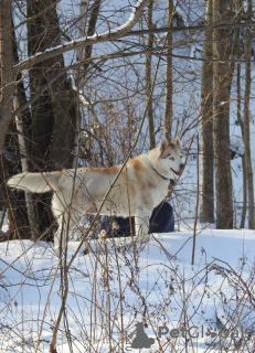 Zusätzliche Fotos: Husky Dymka sucht eine liebevolle Familie mit einem männlichen Anführer!