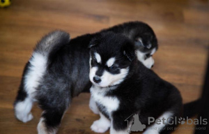 Foto №2 zu Ankündigung № 63482 zu verkaufen siberian husky - einkaufen USA züchter