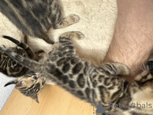 Foto №2 zu Ankündigung № 40734 zu verkaufen bengal katzenrasse - einkaufen Deutschland quotient 	ankündigung, vom kindergarten, züchter