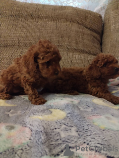 Foto №2 zu Ankündigung № 125847 zu verkaufen pudel (toy) - einkaufen Serbien 