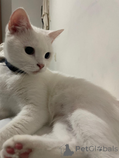 Foto №2 zu Ankündigung № 140116 zu verkaufen  - einkaufen Türkei quotient 	ankündigung