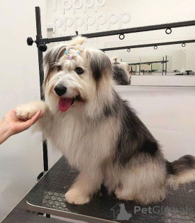 Foto №3. Junger kleiner Hund Pear sucht ein Zuhause. Russische Föderation