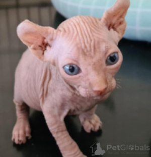 Foto №1. sphynx-katze - zum Verkauf in der Stadt Baden-Baden | 550€ | Ankündigung № 163693