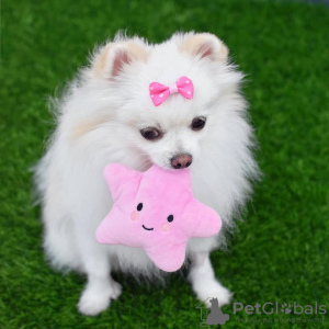 Foto №1. pommersche spitz - zum Verkauf in der Stadt Porto | 350€ | Ankündigung № 132476