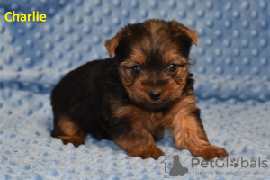 Foto №4. Ich werde verkaufen yorkshire terrier in der Stadt State Line.  - preis - Frei