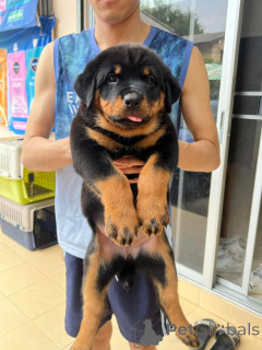 Foto №1. rottweiler - zum Verkauf in der Stadt Feldkirchen in Kärnten | 350€ | Ankündigung № 168088