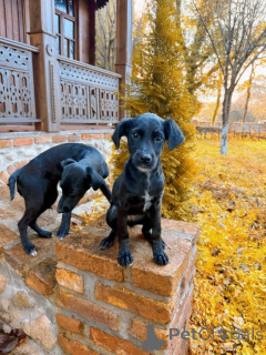 Foto №4. Ich werde verkaufen mischlingshund in der Stadt Moskwa. quotient 	ankündigung - preis - Frei