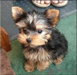 Foto №2 zu Ankündigung № 136525 zu verkaufen yorkshire terrier - einkaufen Schweiz quotient 	ankündigung