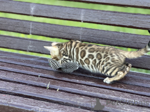 Foto №2 zu Ankündigung № 40295 zu verkaufen bengal katzenrasse - einkaufen Italien quotient 	ankündigung, vom kindergarten, züchter