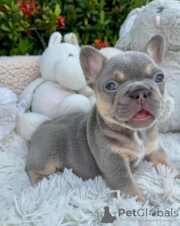 Foto №3. Wunderschöne Welpen der Französischen Bulldogge zu verkaufen. Deutschland