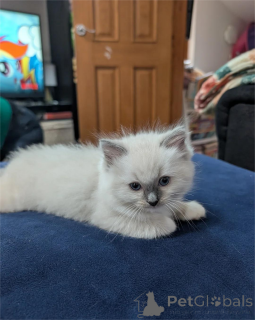 Foto №1. ragdoll-katze - zum Verkauf in der Stadt Dietzenbach | 350€ | Ankündigung № 154586