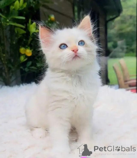 Foto №1. ragdoll-katze - zum Verkauf in der Stadt Rheinpalatz | 580€ | Ankündigung № 176010