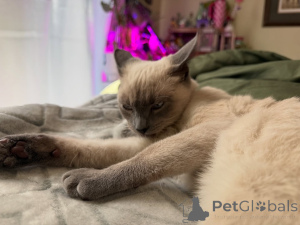 Foto №2 zu Ankündigung № 158836 zu verkaufen siamkatze - einkaufen Frankreich züchter
