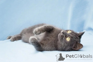 Foto №4. Ich werde verkaufen  in der Stadt Москва.  - preis - Frei