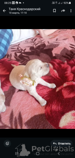 Foto №2 zu Ankündigung № 136417 zu verkaufen golden retriever - einkaufen Russische Föderation züchter