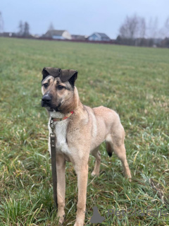 Foto №2 zu Ankündigung № 161044 zu verkaufen mischlingshund - einkaufen Russische Föderation quotient 	ankündigung