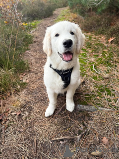 Foto №1. golden retriever - zum Verkauf in der Stadt Schlechtes Vilbel | verhandelt | Ankündigung № 157843