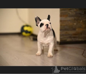 Foto №3. Französische Bulldogge. Serbien