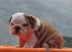 Foto №2 zu Ankündigung № 105988 zu verkaufen englische bulldogge - einkaufen Lettland quotient 	ankündigung