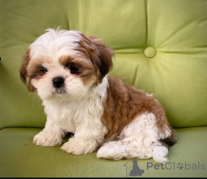 Foto №2 zu Ankündigung № 159467 zu verkaufen shih tzu - einkaufen Finnland 