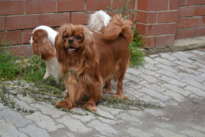 Foto №4. Ich werde verkaufen cavalier king charles spaniel in der Stadt Ekaterinburg. züchter - preis - verhandelt