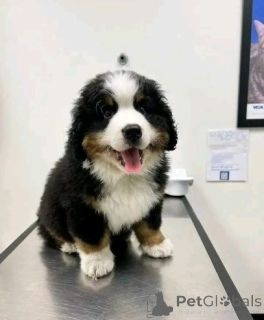 Foto №3. Wunderschöner Berner Sennenhundwelpe sucht ein neues Zuhause!. Deutschland