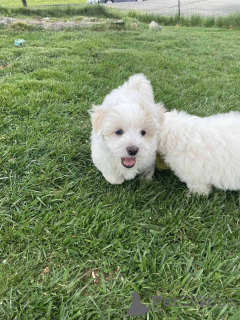 Foto №1. maltipu - zum Verkauf in der Stadt Berlin | 900€ | Ankündigung № 149850