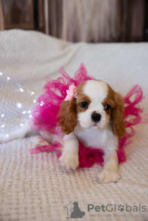 Foto №4. Ich werde verkaufen cavalier king charles spaniel in der Stadt Tallinn. vom kindergarten - preis - 1800€