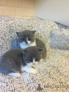 Foto №1. britisch kurzhaar - zum Verkauf in der Stadt Barsbüttel | 300€ | Ankündigung № 160184