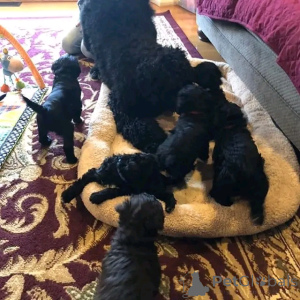 Foto №4. Ich werde verkaufen cão de água português in der Stadt Berlin. züchter - preis - 1000€