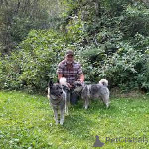 Foto №1. norwegischer buhund - zum Verkauf in der Stadt Amsterdam | 700€ | Ankündigung № 163876