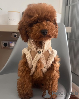 Foto №2 zu Ankündigung № 132652 zu verkaufen pudel (toy) - einkaufen Portugal züchter