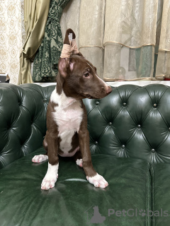 Foto №3. Peruanischer nackter Hund groß in Wolle. Ukraine