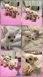 Foto №2 zu Ankündigung № 165320 zu verkaufen chihuahua - einkaufen Serbien züchter