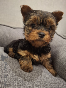 Foto №1. biewer terrier, yorkshire terrier - zum Verkauf in der Stadt Daugavpils | 650€ | Ankündigung № 158151
