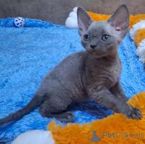 Foto №1. devon rex - zum Verkauf in der Stadt Jetten | 350€ | Ankündigung № 177036