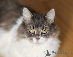 Foto №3. Weise Plusha in guten Händen.. Russische Föderation