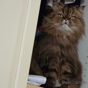 Foto №2 zu Ankündigung № 169156 zu verkaufen perserkatze - einkaufen Finnland quotient 	ankündigung