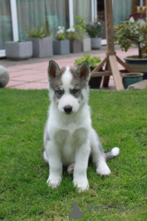 Foto №3. Adorables Cachorros de Husky Sibiriano en adoptión. USA