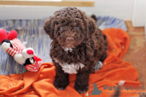 Foto №4. Ich werde verkaufen lagotto romagnolo in der Stadt Zagreb. züchter - preis - 1893€