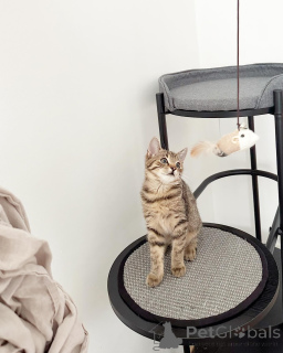 Foto №1. europäisch kurzhaar - zum Verkauf in der Stadt Mannheim | verhandelt | Ankündigung № 158216