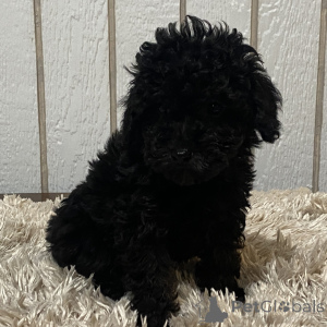 Foto №3. Pudelweibchen, 12 Wochen alt, bereit, nach Hause zu gehen. Großbritannien