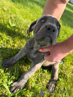 Foto №3. Sweet Cane Corso Welpen zu verkaufen. Business WhatsApp 4915781334108. Litauen
