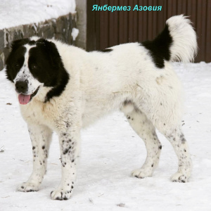 Zusätzliche Fotos: Welpe des zentralasiatischen Schäferhundes (CAO, Alabai) Weißkitzjungen