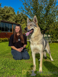 Foto №2 zu Ankündigung № 159189 zu verkaufen tschechoslowakischer wolfhund - einkaufen Niederlande züchter