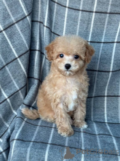 Foto №2 zu Ankündigung № 133519 zu verkaufen maltipu - einkaufen USA quotient 	ankündigung, züchter