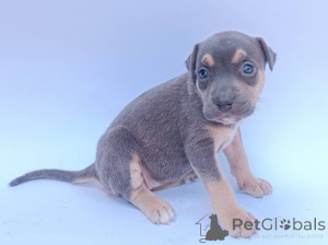 Foto №3. Pitbull-Welpen. Serbien