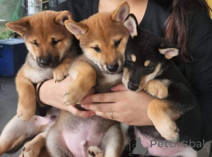Foto №1. shiba - zum Verkauf in der Stadt Passau | verhandelt | Ankündigung № 174708